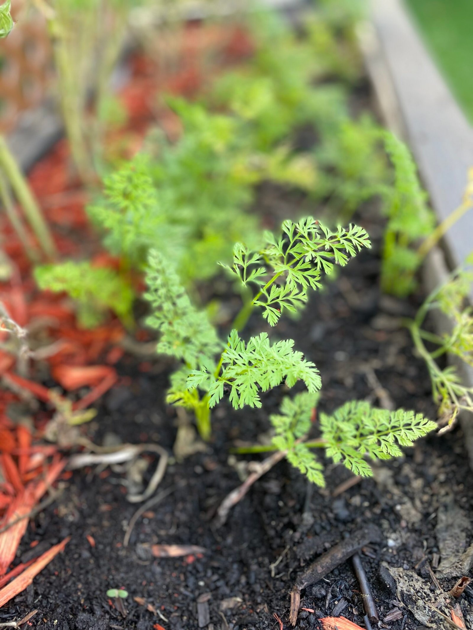 How I Started Growing Real Food Without Any Gardening Experience