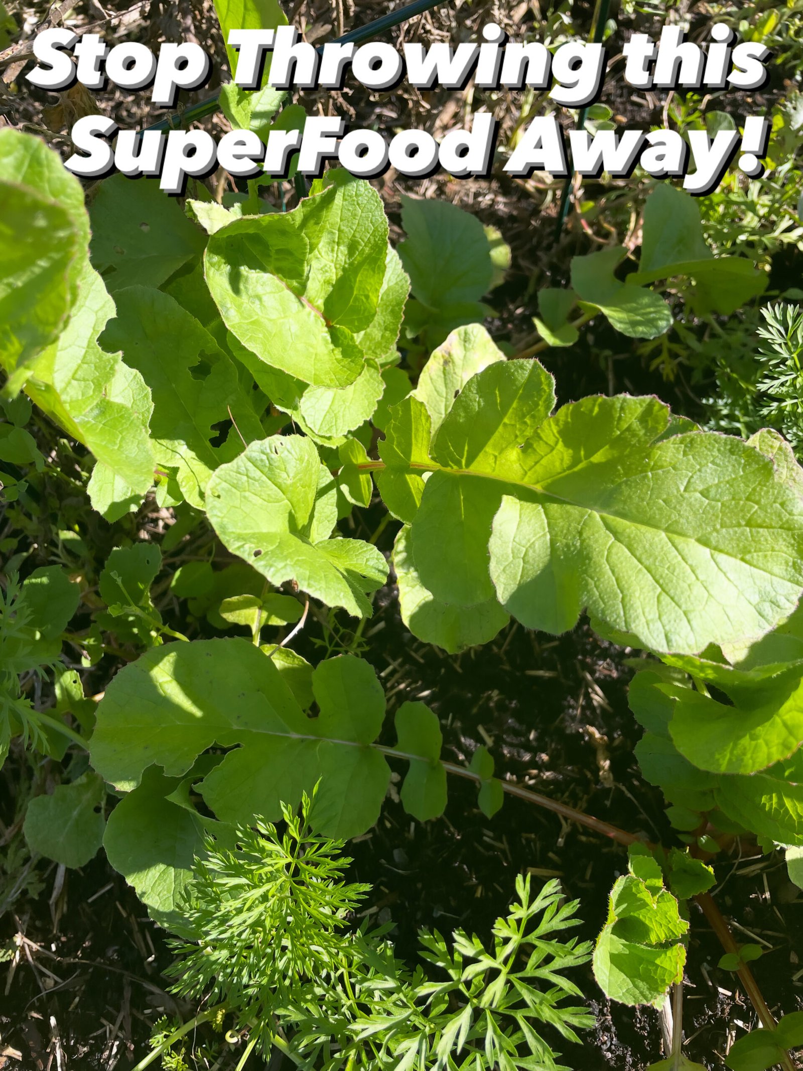 Stop Throwing Radish Leaves Away — Here’s Why You Should Eat Them!