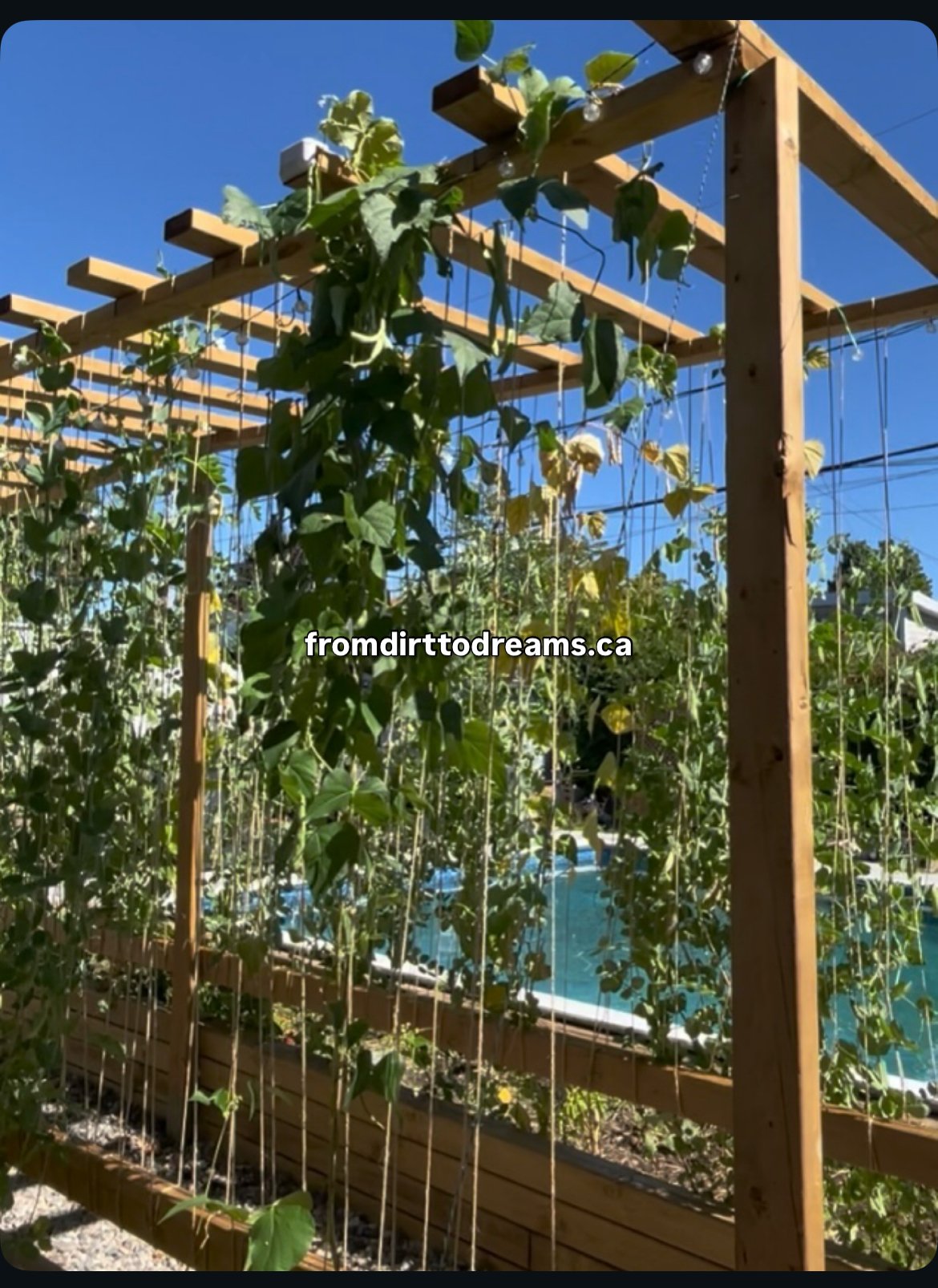 The 9–5 Isn’t Security Anymore — Growing Your Own Food Is