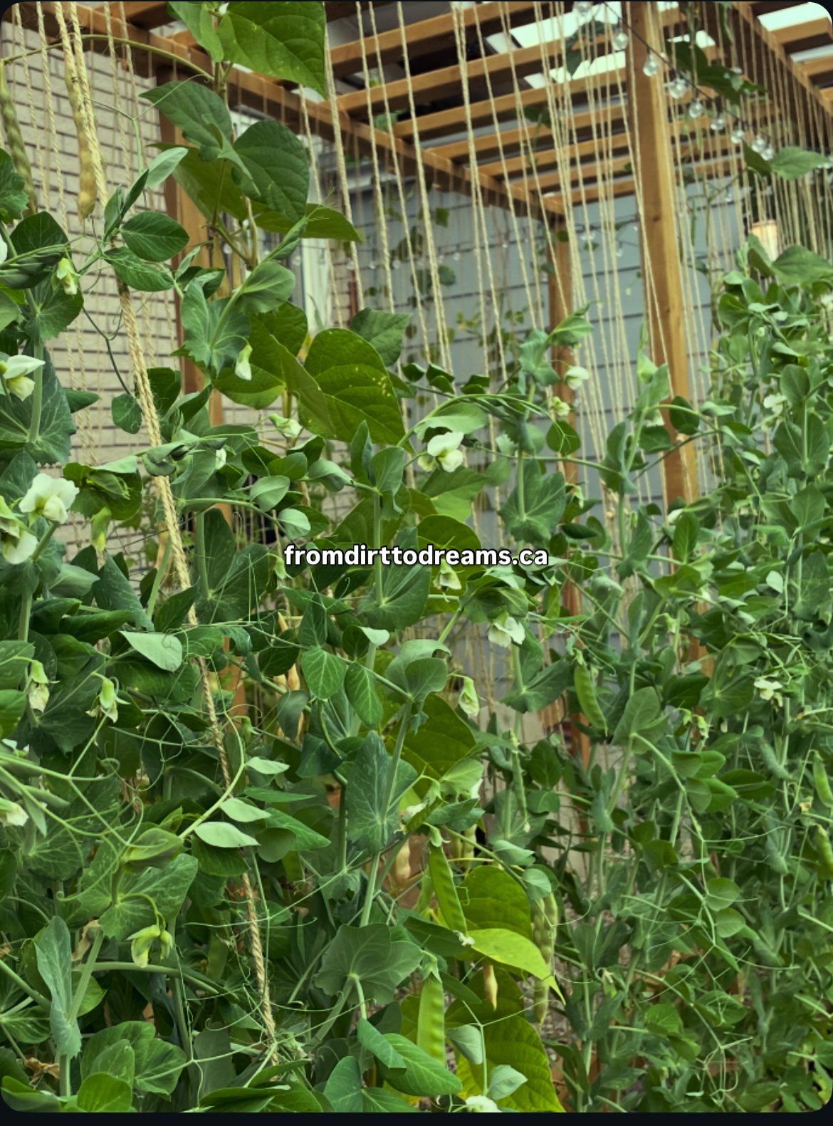 Why Everyone Is Suddenly Turning to Homesteading — And Why It Has Nothing To Do With Farming