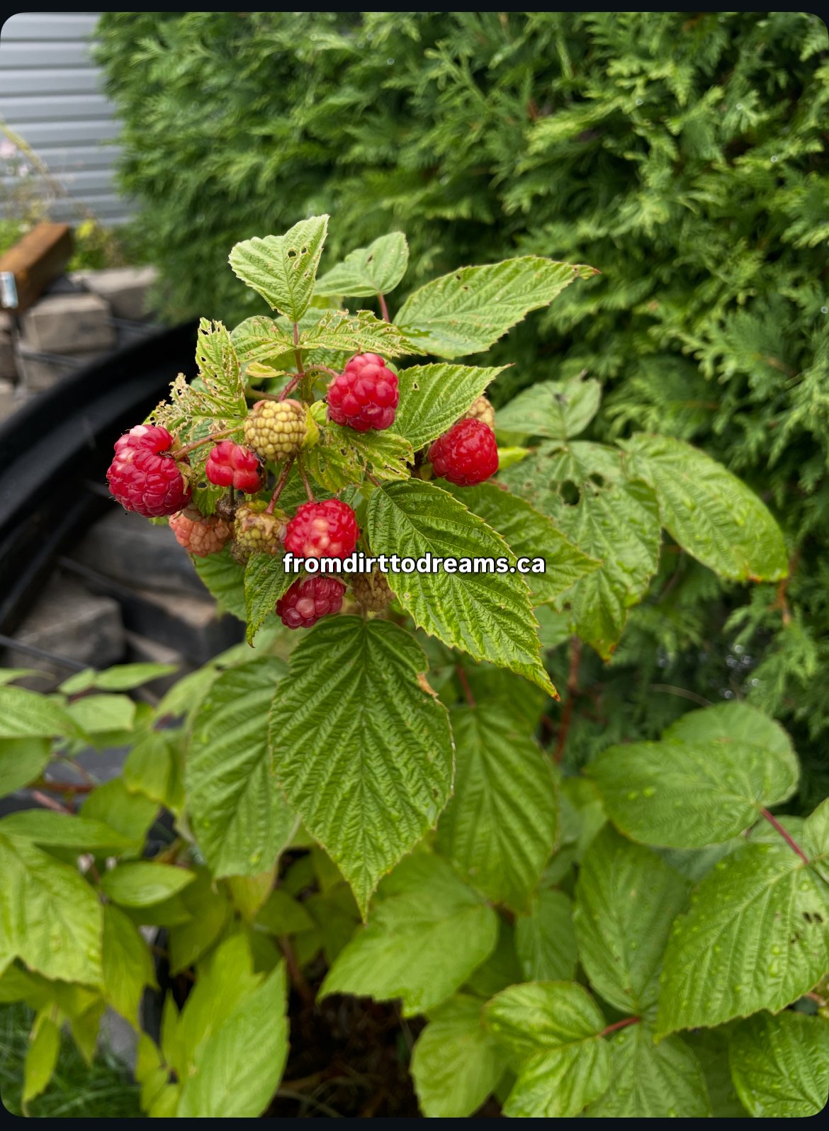 The Fruit Tree Strategy — How One Tree Can Feed You for 25+ Years (And Why It’s the Smartest Investment You Can Make in 2025)**